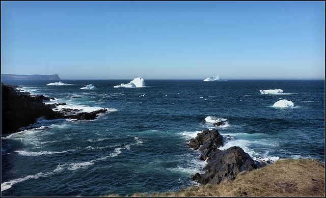 Icebergs, this afternoon