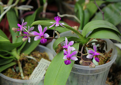 Phalaenopsis 'Anna-Larati Soekardi' x wilsonii