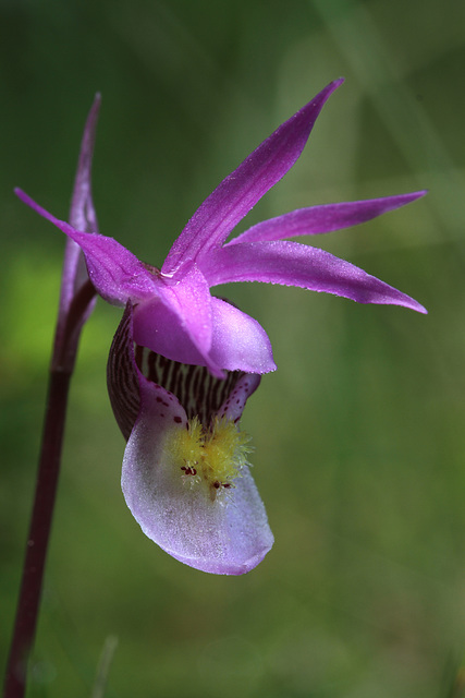 Eastern Fairy Slipper