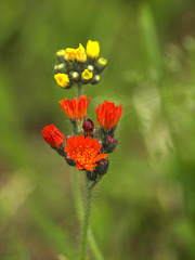 hawkweed