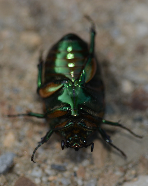 Green scarab, ventral