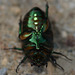 Green scarab, ventral