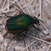 Green scarab