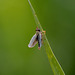 Leaf hopper spreads its wings