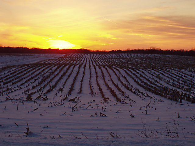 Sunset with Corn Stubble