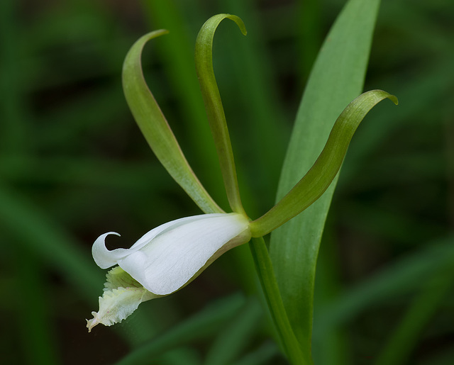 Cleistesiopsis bifaria (Small Spreading Pogonia orchid)