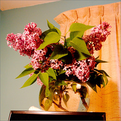This Morning the House Smells Like Lilacs