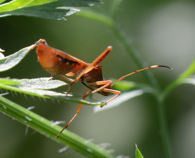 Assassin bug, underneath