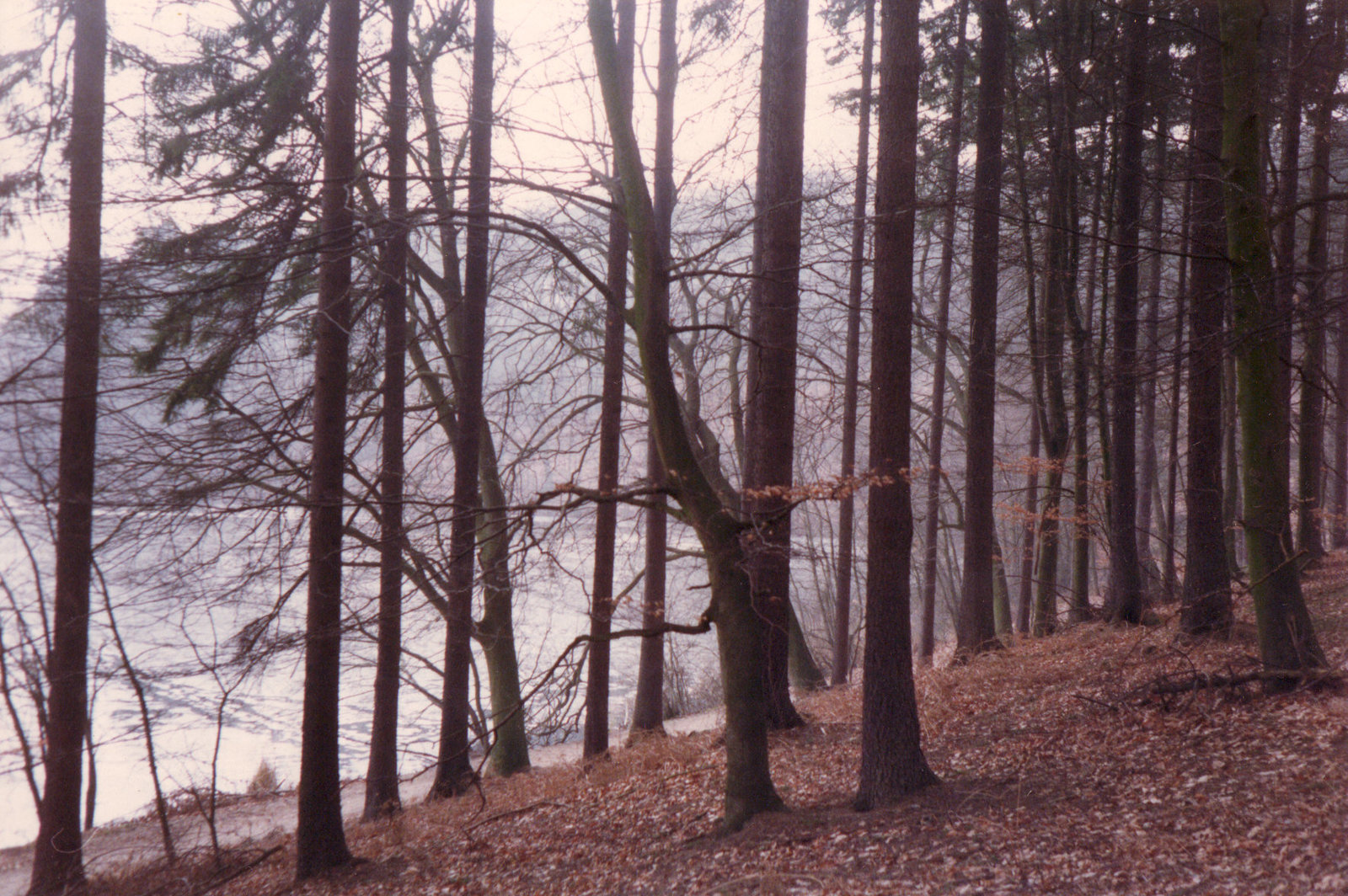 8-3-91prèsdeMölln, duché de Lauenbourg - juste avant le printemps !