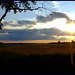 Wheat and Sky from Boyer Road