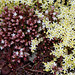 Sedum moranense + Sedum acre alba