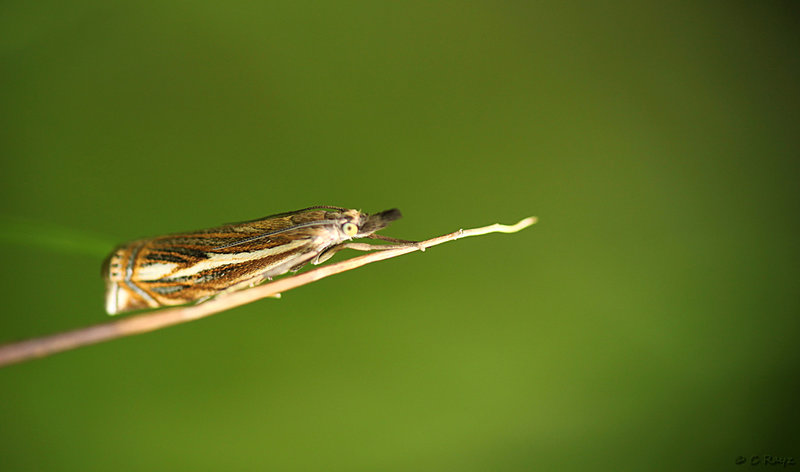 Crambus lathoniellus