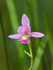 Pogonia ophioglossoides (Rose Pogonia orchid, Snakemouth orchid)