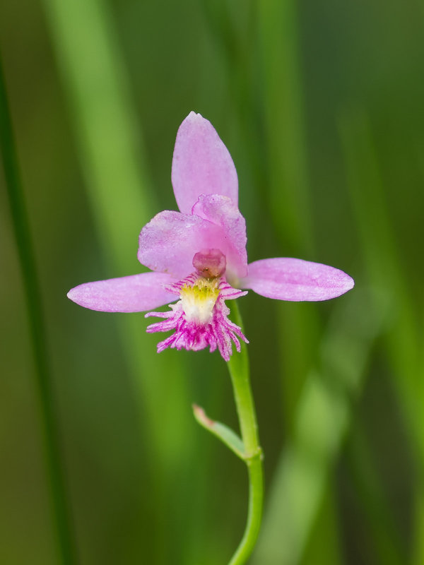 Pogonia ophioglossoides (Rose Pogonia orchid, Snakemouth orchid)