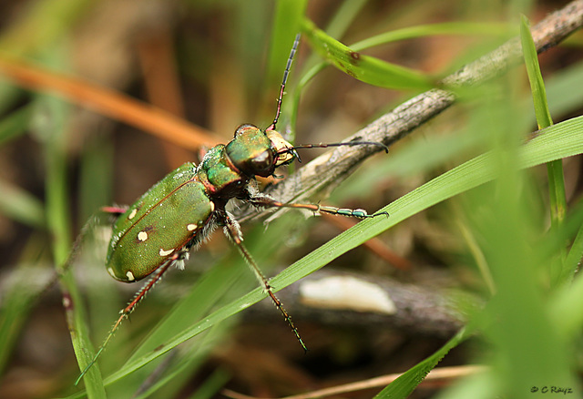 Tiger Beetle