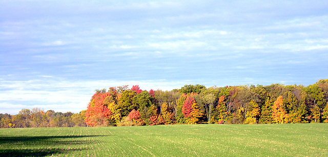 Autumn on Dow Road