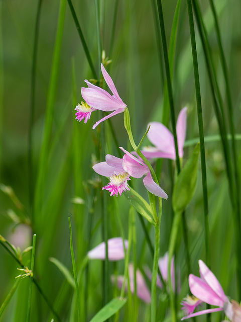 Pogonia ophioglossoides (Rose Pogonia orchid, Snakemouth orchid)