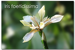 Iris foetidissima - East Blatchington - 29.5.2014