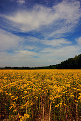 The Fields Are Alive