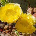 Yellow Cactus flower with Leaf Foot nymphs