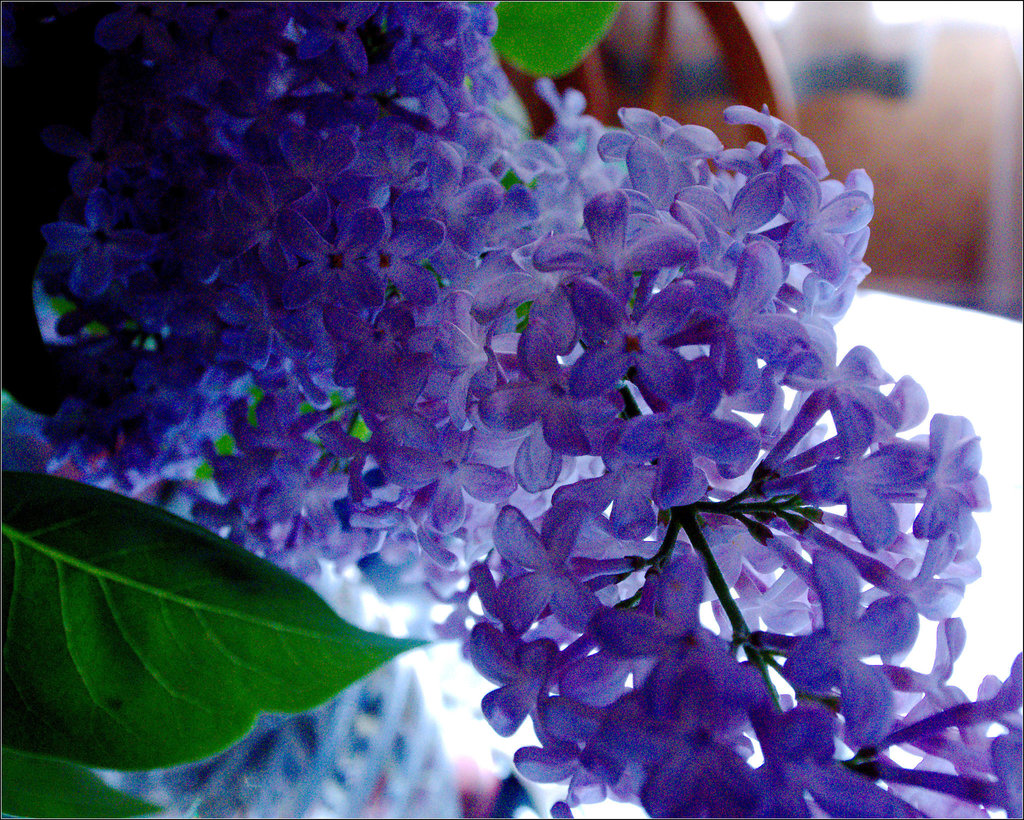 Lilac Up Close