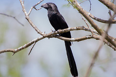 Groove-Billed Ani