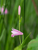 Pogonia ophioglossoides (Rose Pogonia orcid, Snakemouth orchid)