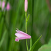 Pogonia ophioglossoides (Rose Pogonia orcid, Snakemouth orchid)