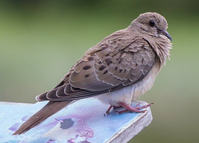 Mourning Dove