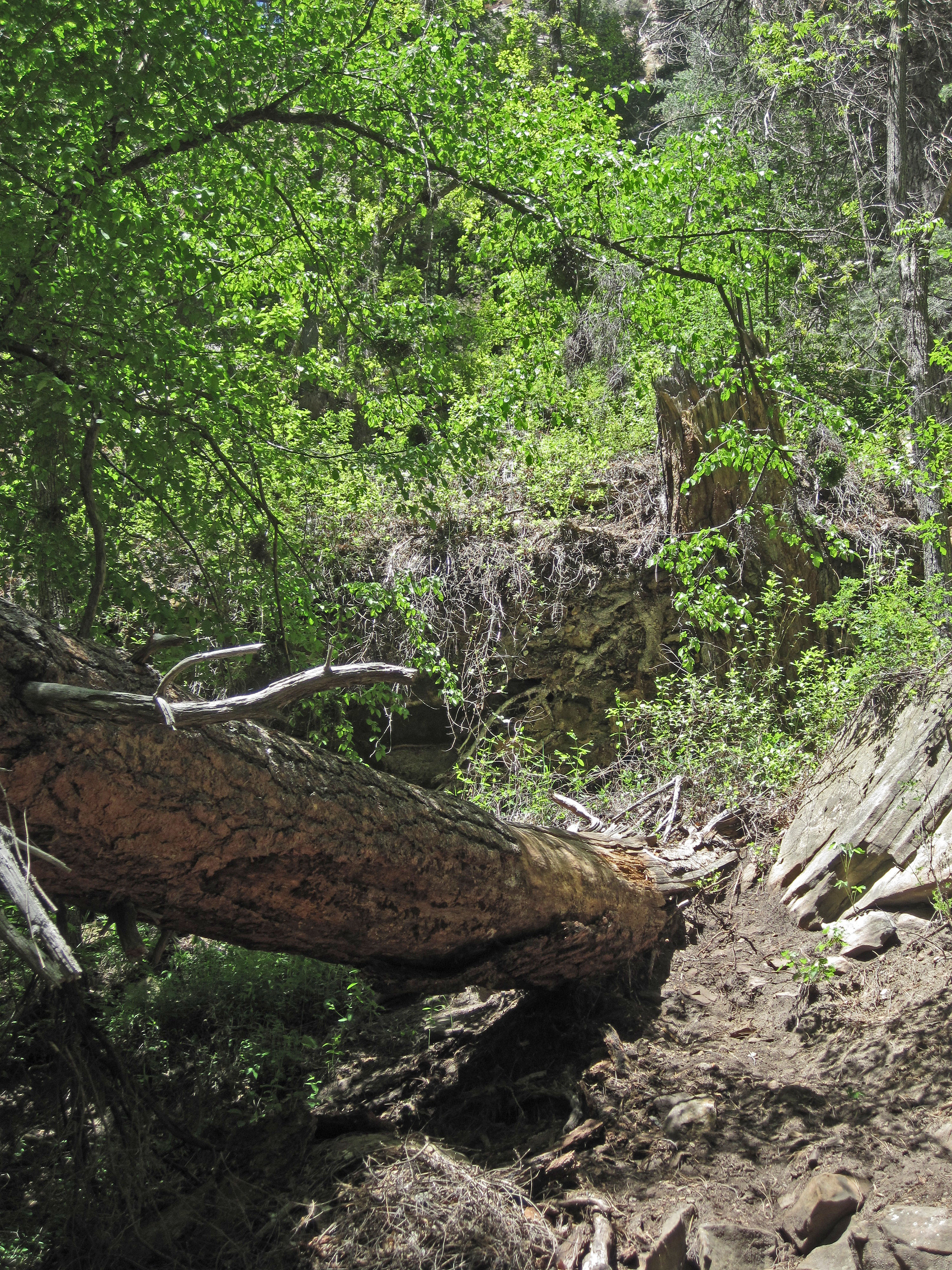 0502 132656 West Fork Oak Creek