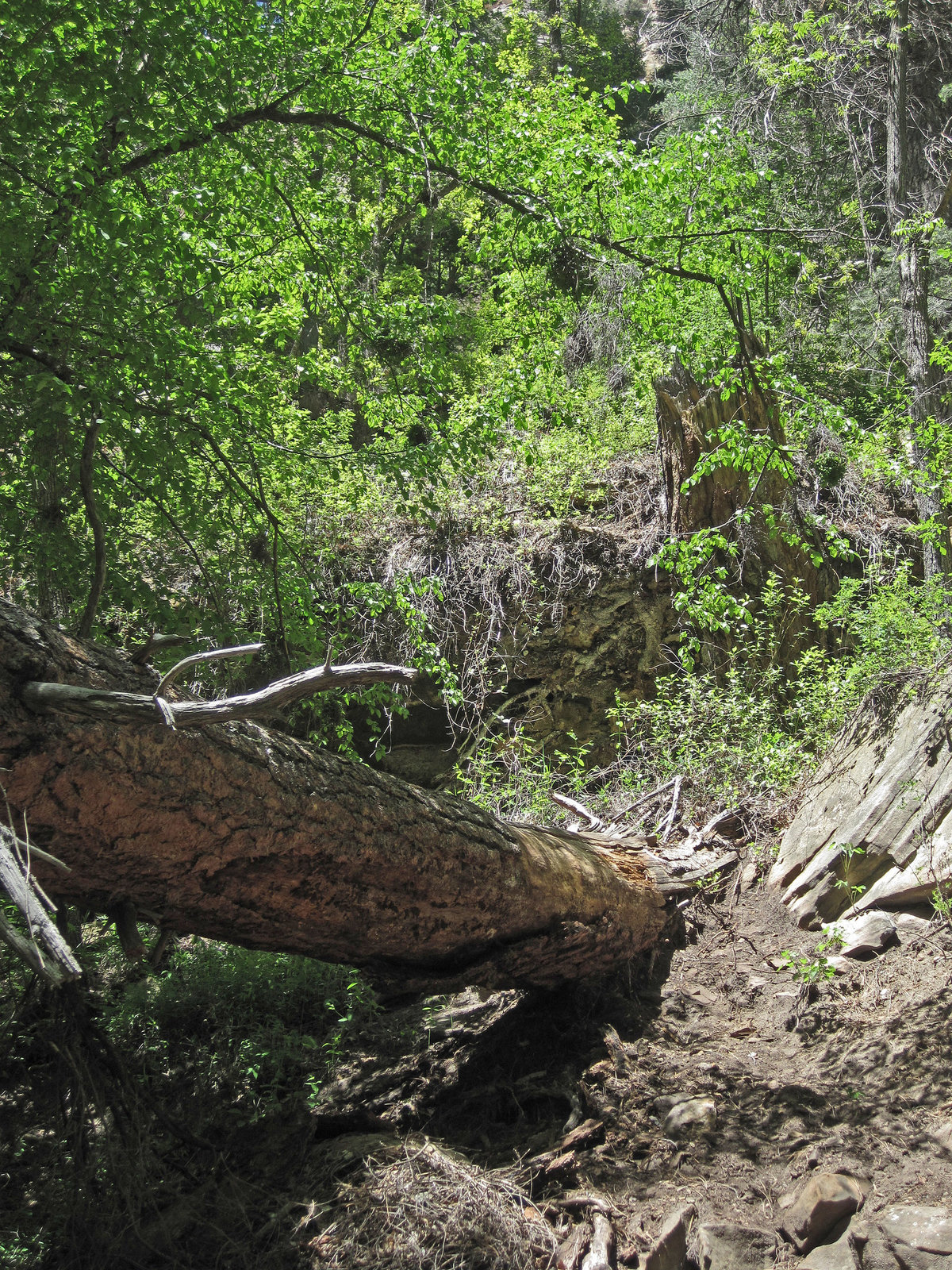 0502 132656 West Fork Oak Creek