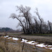 Busted Windbreak