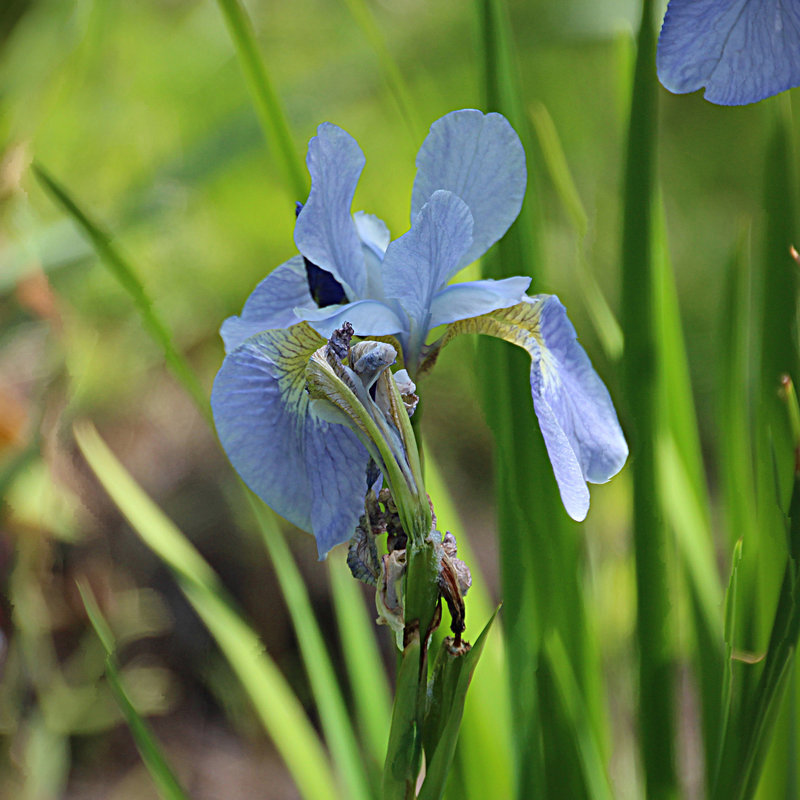 ~ Sweet Iris ~