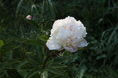 Pivoine Pivoine