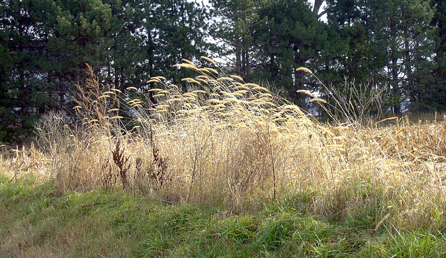 Tall Grass on Mt Hope Highway