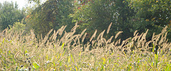 Grasses in Sunlight