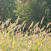 Grasses in Sunlight
