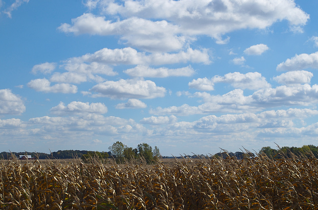 Maize & Sky