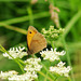 Meadow Brown butterfly Meadow Brown butterfly