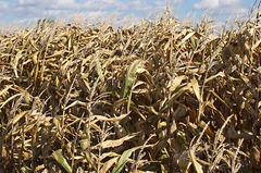 The Biofuel Harvest