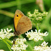 Meadow Brown butterfly Meadow Brown butterfly