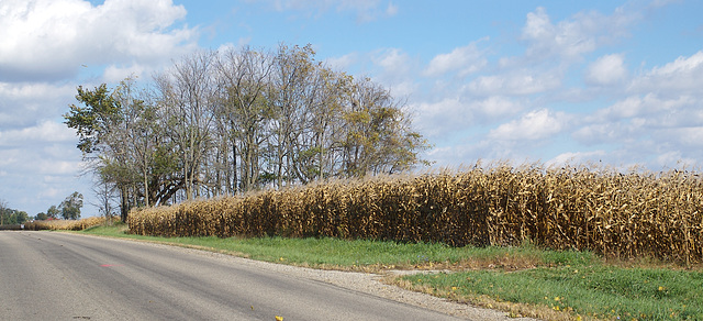 Ready for Harvest