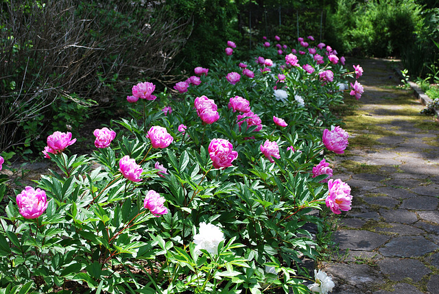 A peony garden path