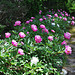 A peony garden path