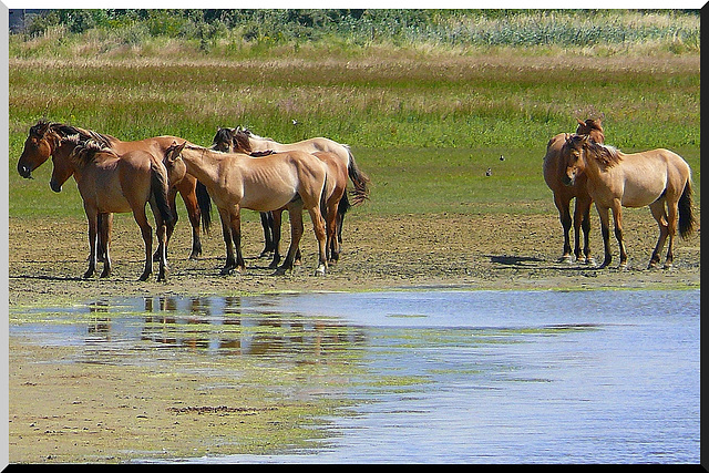 Chevaux de Henson (baie de Somme)