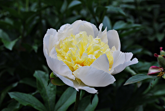 White Peony