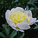 White Peony