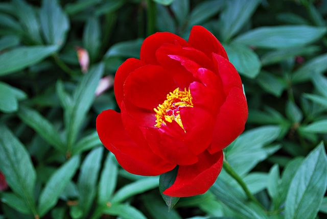 Red Peony