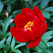 Red Peony