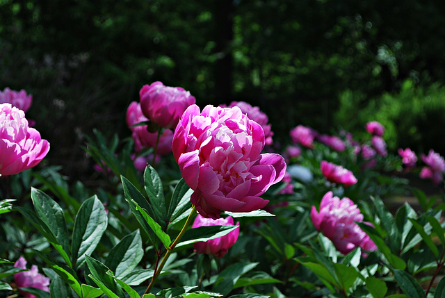 Pink peonies